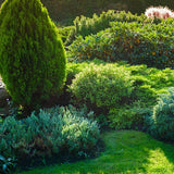 Immergrüne Gartenpflanzen