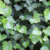 Immergrüne Kletterpflanzen