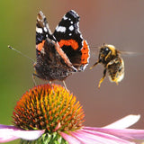 Insektenfreundliche Stauden