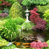 Japanische Gartenpflanzen
