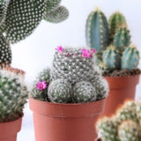 Kakteen und Sukkulenten