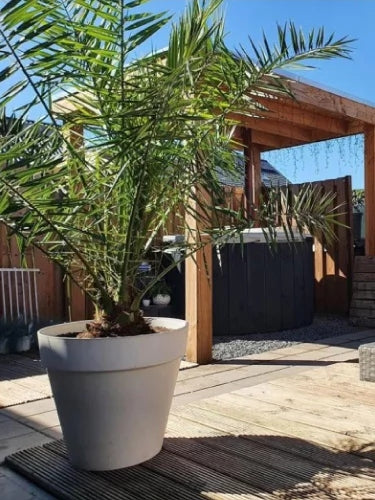 Kanarische Dattelpalme