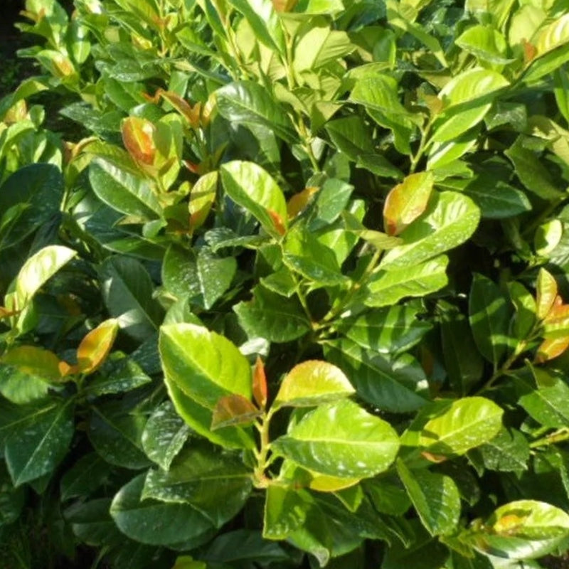 Kirschlorbeer 'Etna'