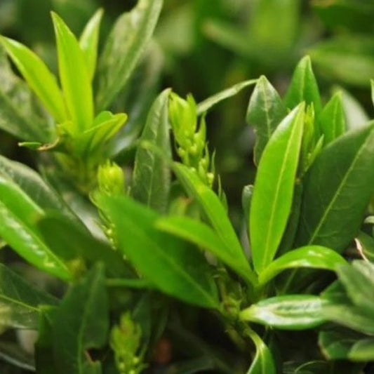 Kirschlorbeer 'Gajo'