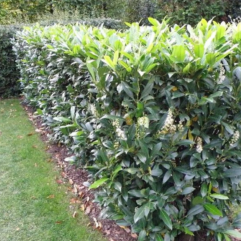 Kirschlorbeer 'Herbergii' kaufen | Prunus laurocerasus 'Herbergii'