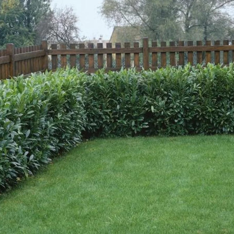 Kirschlorbeer 'Herbergii'