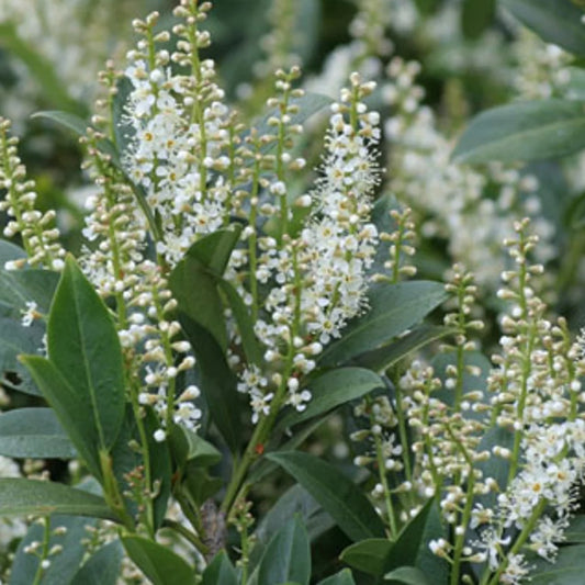 Kirschlorbeer 'Mano'