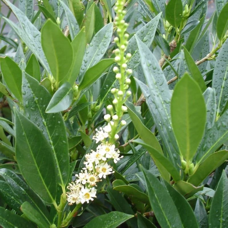 Kirschlorbeer 'Otto Luyken'