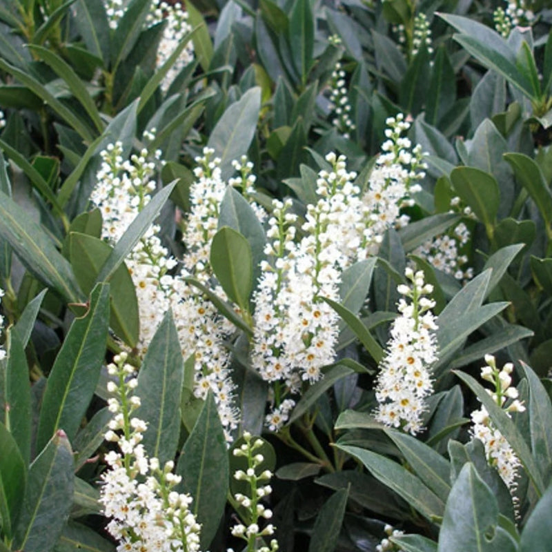 Kirschlorbeer 'Otto Luyken'