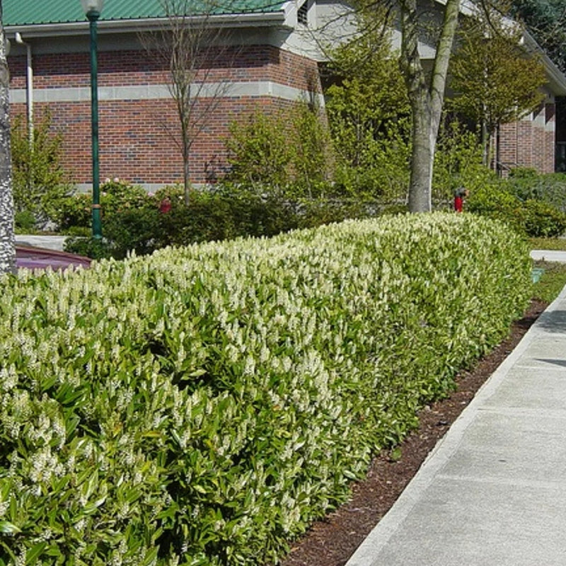 Kirschlorbeer 'Otto Luyken'