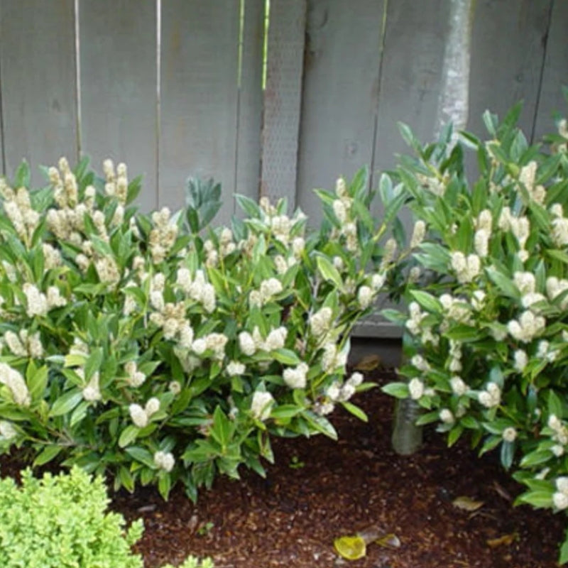 Kirschlorbeer 'Otto Luyken'