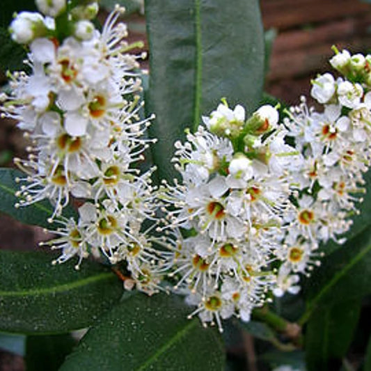 Kirschlorbeer 'Van Nes'