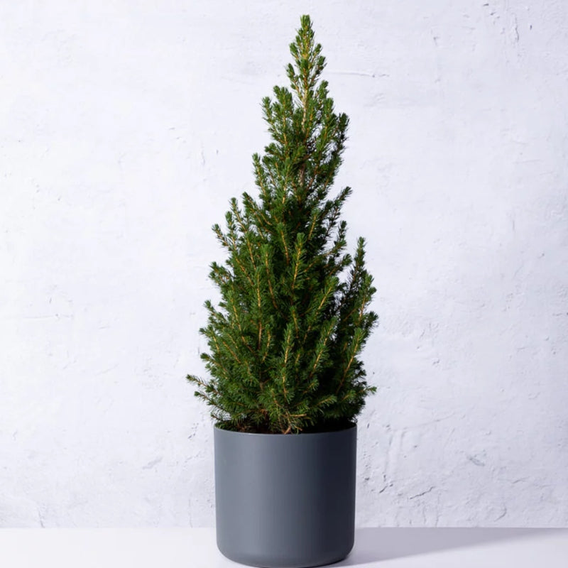 Kleiner Weihnachtsbaum im Topf kaufen