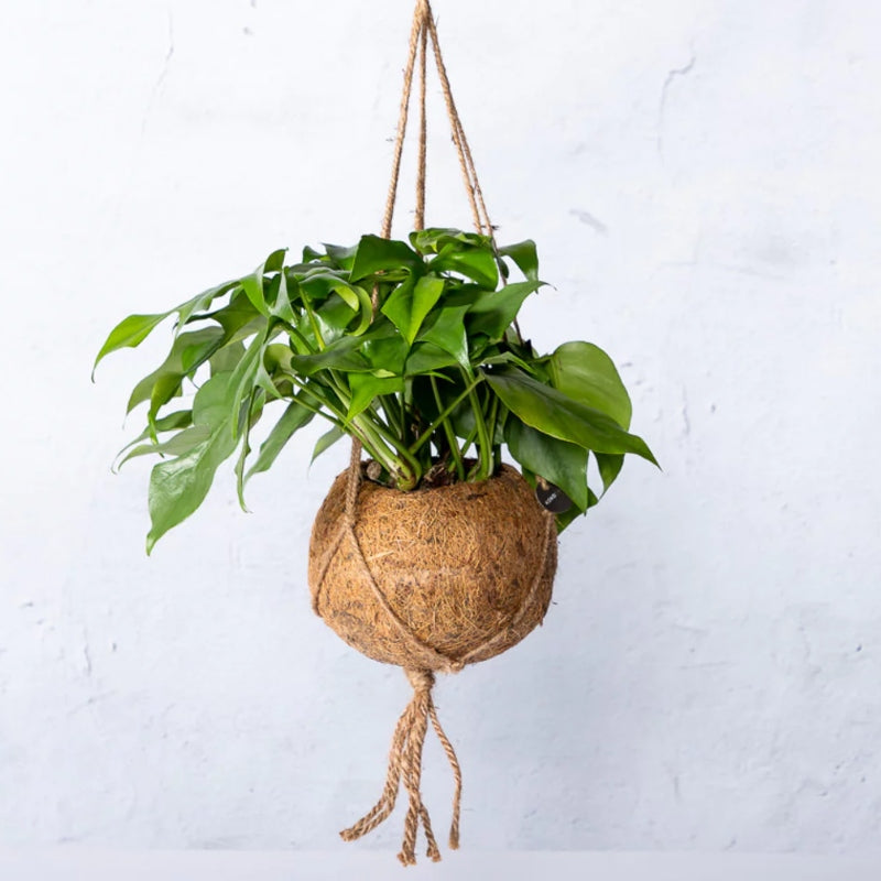 Kokodama-Ampel Monstera Minima