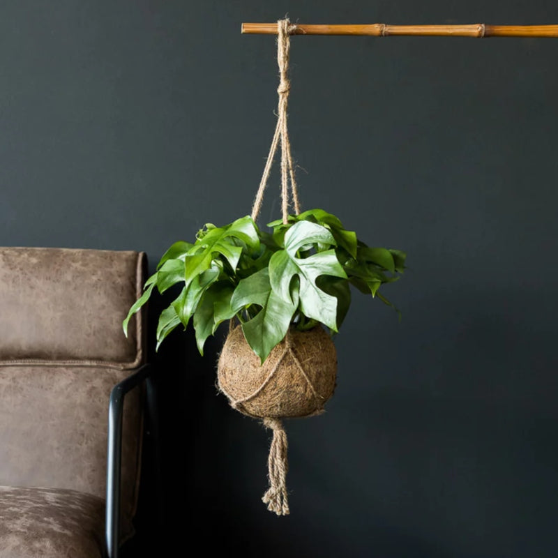 Kokodama-Ampel Monstera Minima