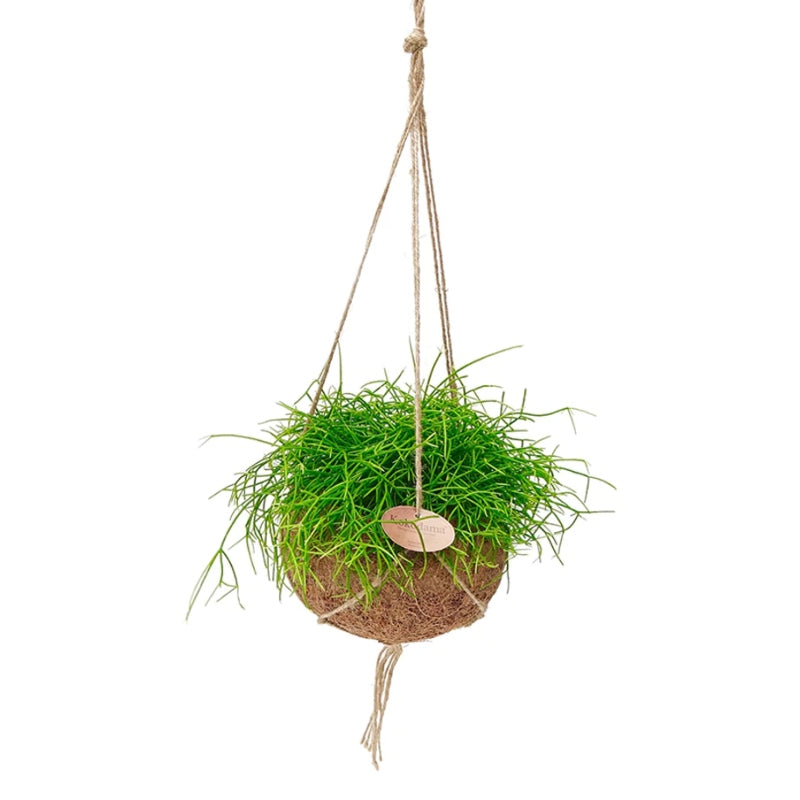 Kokodama-Ampel-Set Rhipsalis