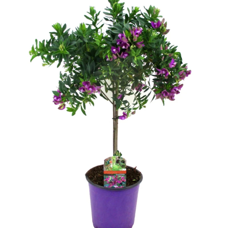 Kreuzblume Stämmchen