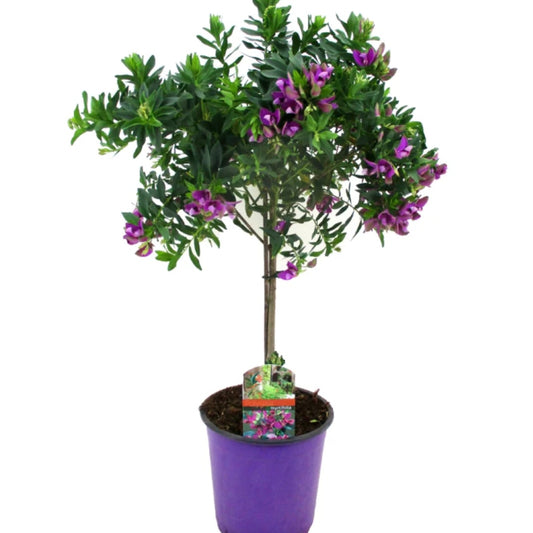 Kreuzblume Stämmchen