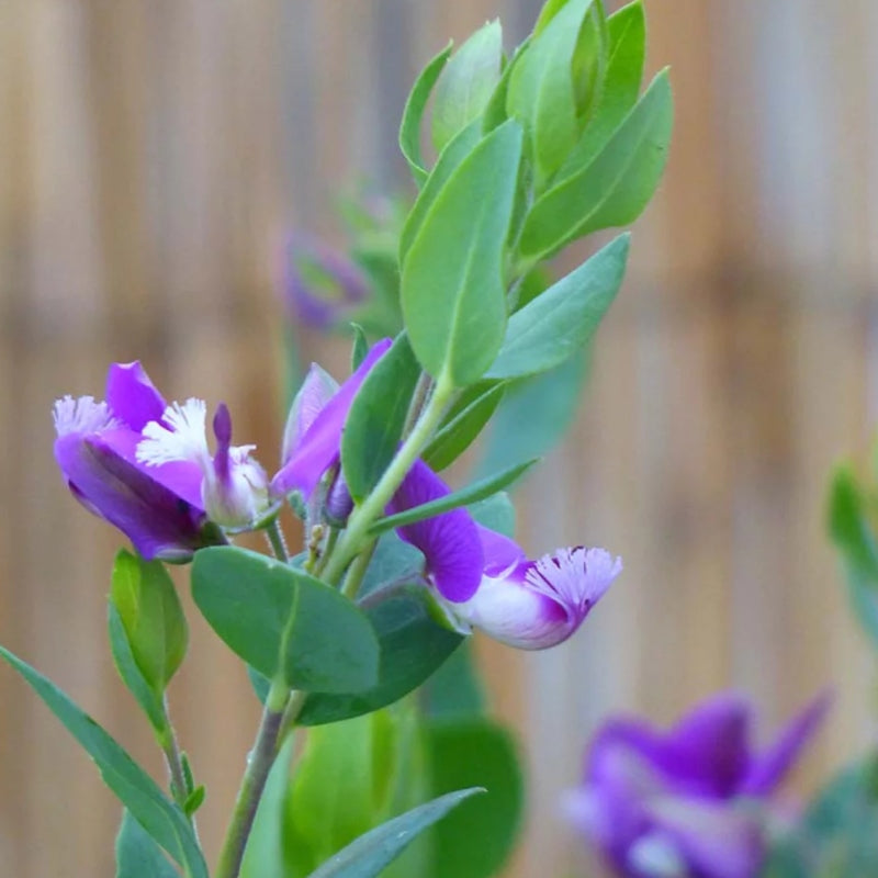 Kreuzblume Stämmchen