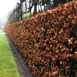 Schattenverträgliche Sträucher