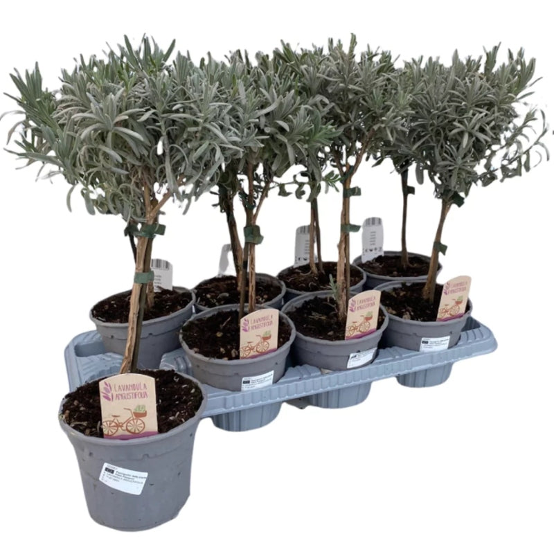 Lavendel Stämmchen