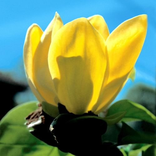 Magnolia 'Yellow River'