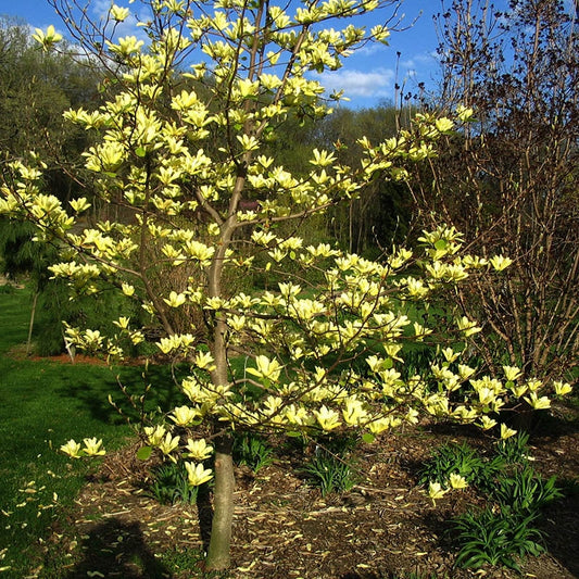 Magnolia 'Yellow River'