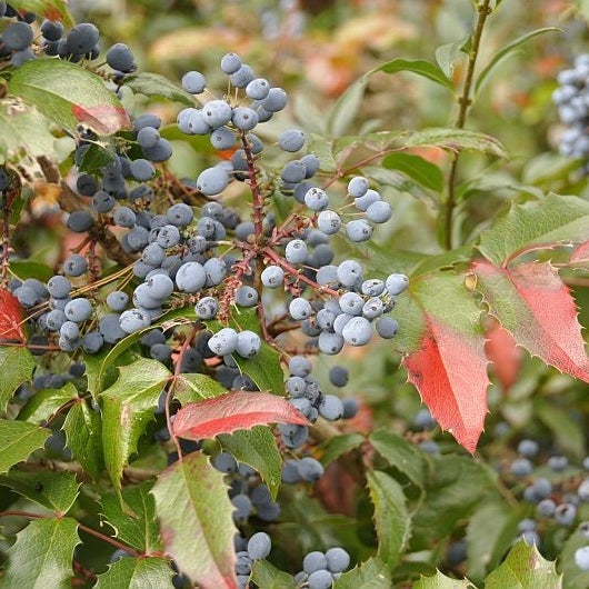 Mahonie 'Winter Sun'