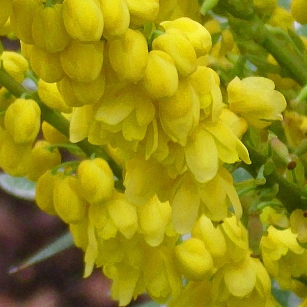 Mahonie 'Winter Sun'
