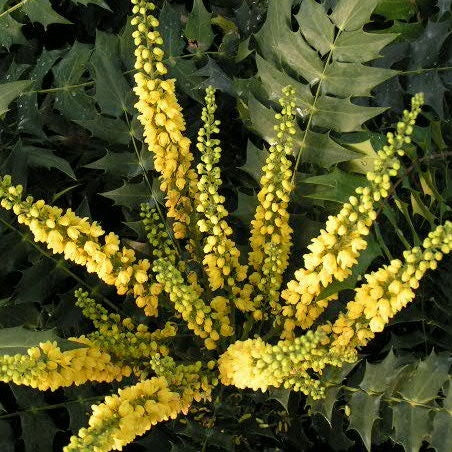 Mahonie 'Winter Sun'