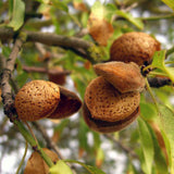 Walnussbäume und Mandelbäume