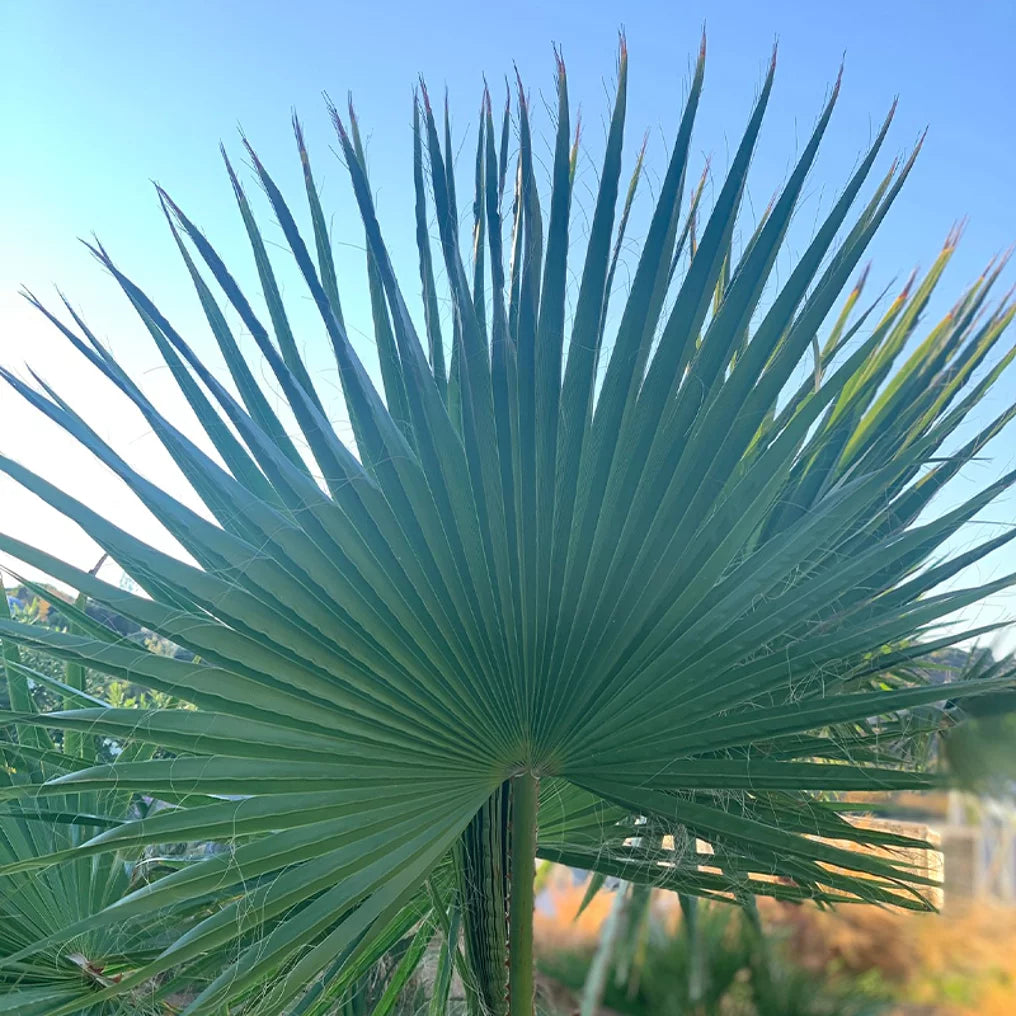 Mexikanische Washingtonpalme