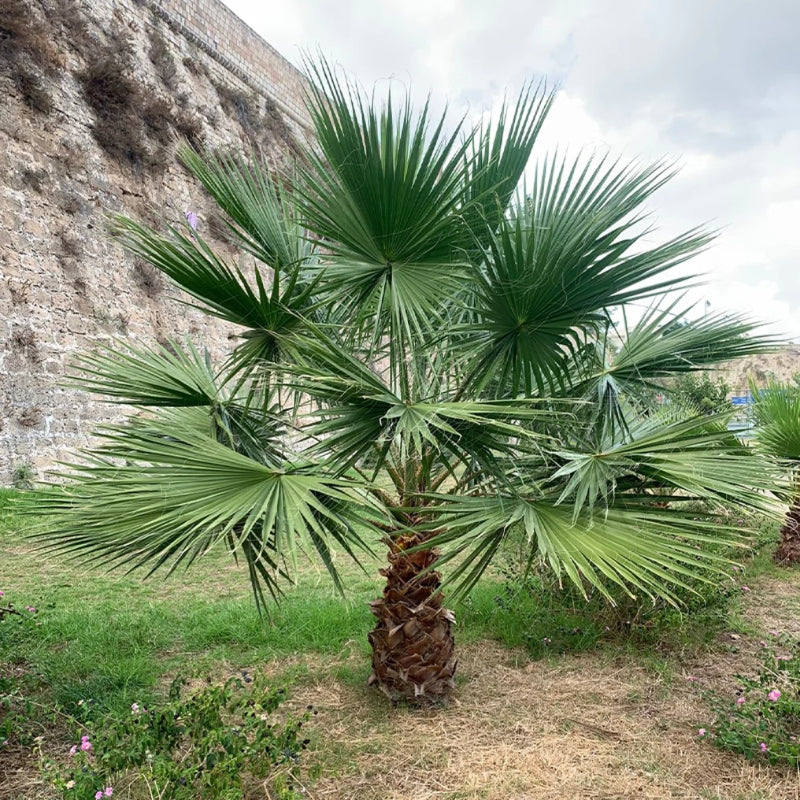 Mexikanische Washingtonpalme