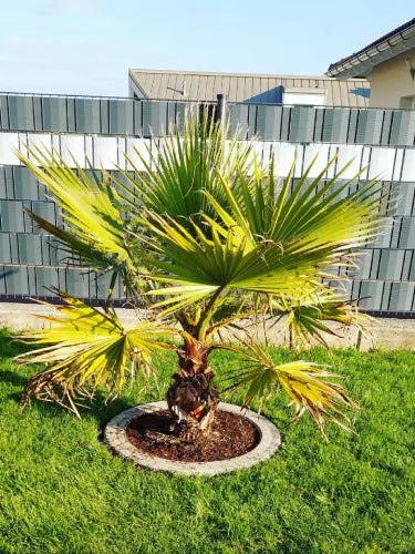 Mexikanische Washingtonpalme