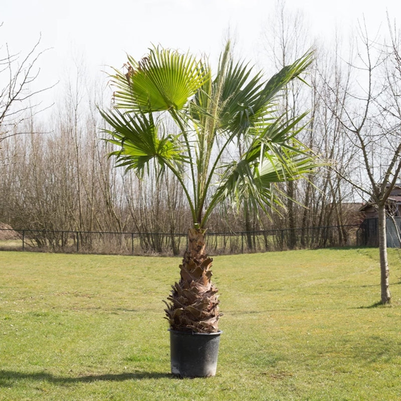 Mexikanische Washingtonpalme