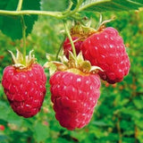Obstpflanzen