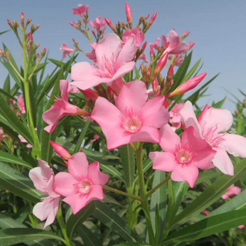 Oleander