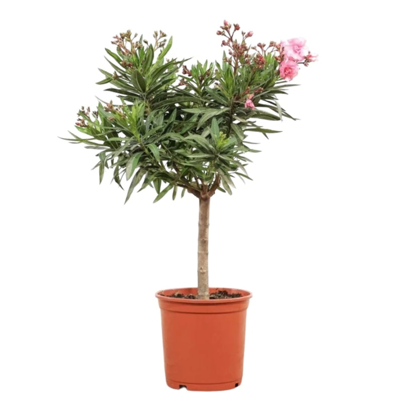 Oleander Stämmchen kaufen | Nerium oleander