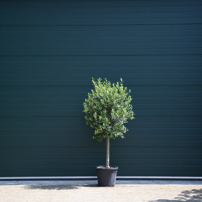 Olivenbaum kaufen | Olea europaea