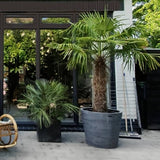 Palmen für den Garten