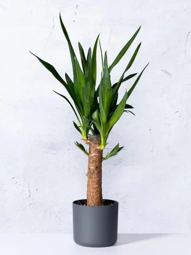 Palmlilie 1-stämmig