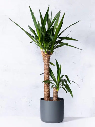 Palmlilie 2-stämmig