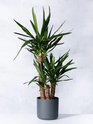 Palmlilie 3-stämmig