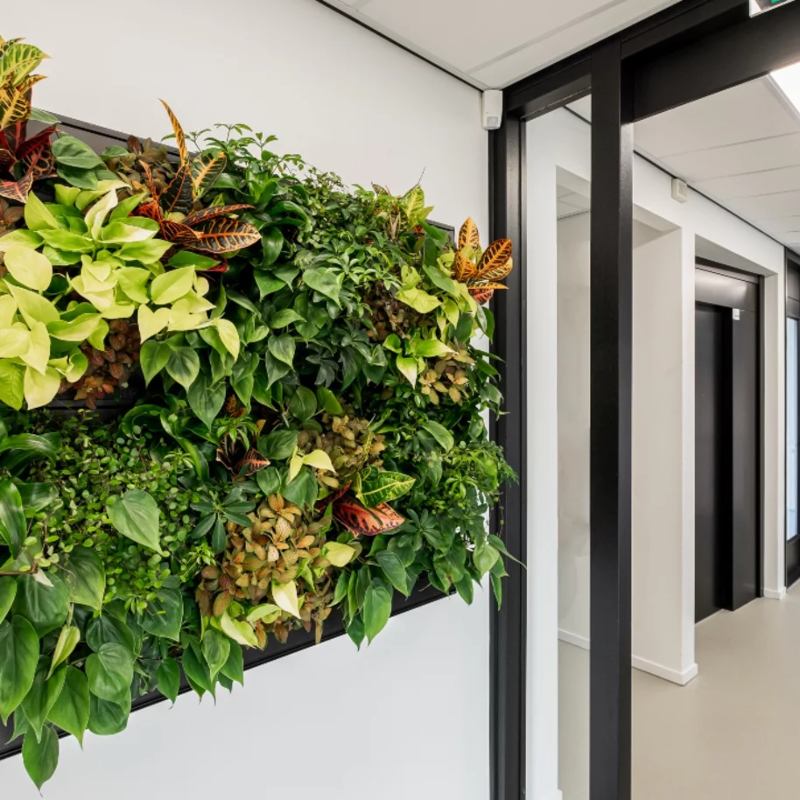 Pflanzenwand LivePanel Pack 127 x 109 cm