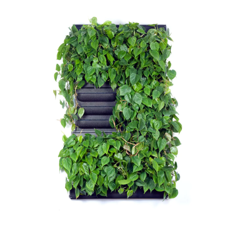 Pflanzenwand LivePanel Pack 87 x 157 cm