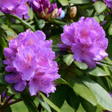 Rhododendron
