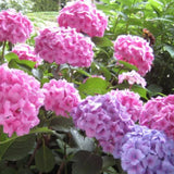 Rosa Hortensien