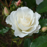 Rosen