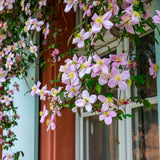 Schattenliebende Kletterpflanzen