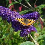 Schmetterlingsstrauch